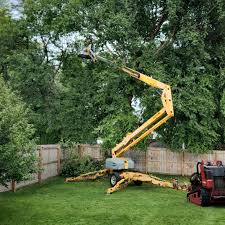 How Our Tree Care Process Works  in  Elroy, NC