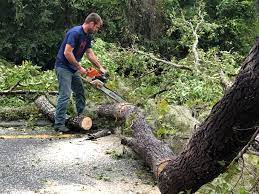 How Our Tree Care Process Works  in  Elroy, NC