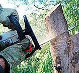 Best Tree Preservation Services  in Elroy, NC