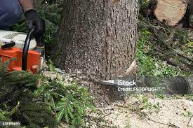 Reliable Elroy, NC Tree Care Solutions
