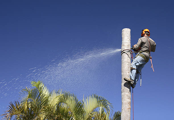 Tree and Shrub Care