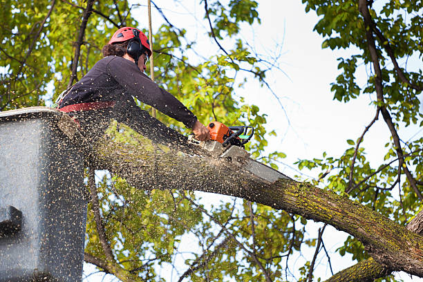 Best Root Management and Removal  in Elroy, NC