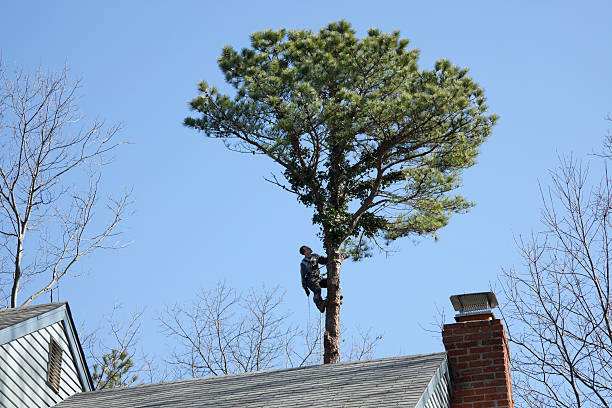 Best Stump Grinding and Removal  in Elroy, NC