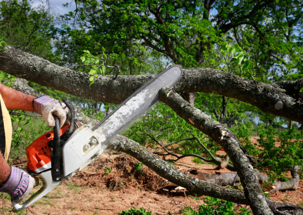 Best Tree Mulching  in Elroy, NC